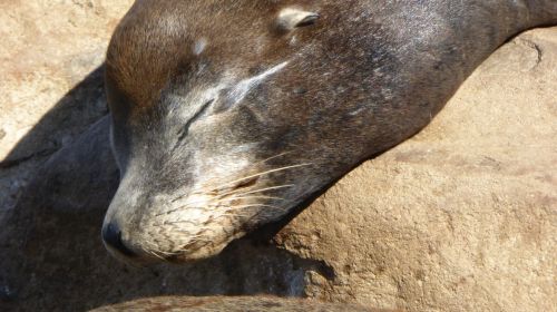 Seal Sleeping On Rocks
