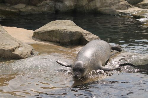 Sea Lion