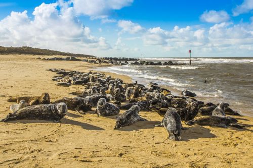 seals beach north sea