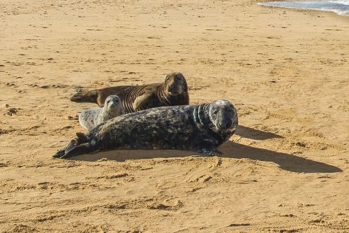 seals beach north sea