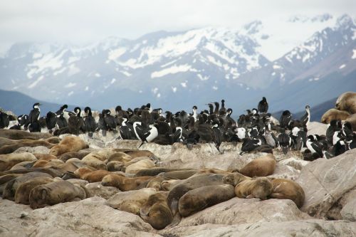 seals sea lions animals