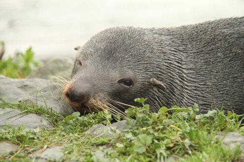 seals new zealand xie