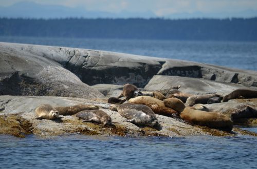seals ocean rocks