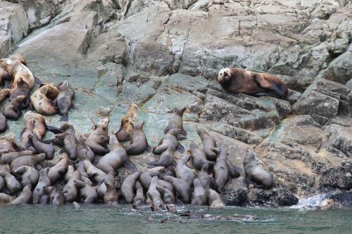 seals animals sea life