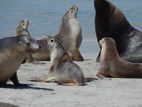 seals  bay  animal