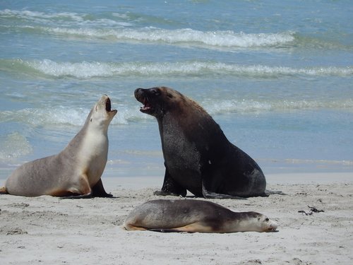 seals  beach  wildlife