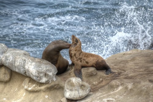 seals  lajolla  sandiego