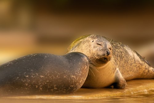 seals  tenderness  abendstimmung