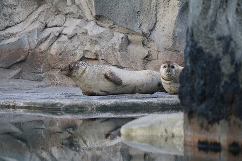 seals  animals  nature