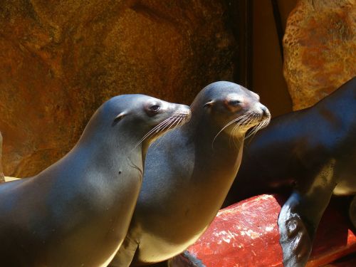seals animals meeresbewohner