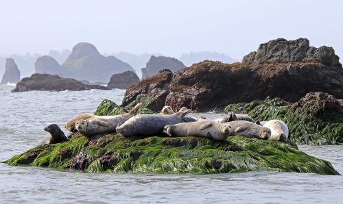 seals resting rock