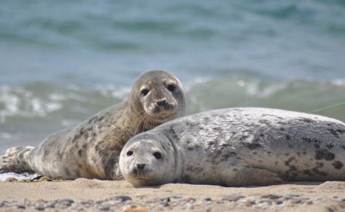 seals resting sand