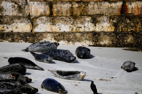 Seals At Children&#039;s Beach Pool