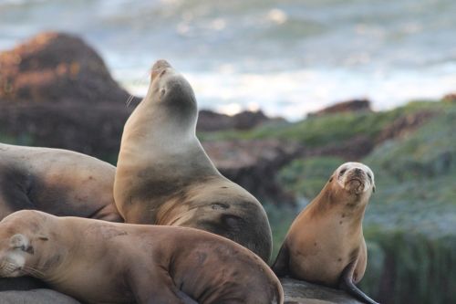 Seals Of La Jolla