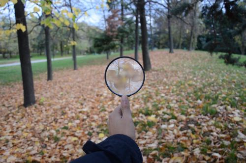 search lens autumn