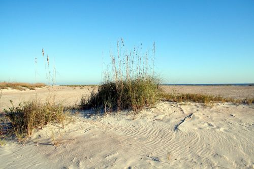 seascape sea oats ocean