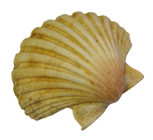 seashell scallop nature