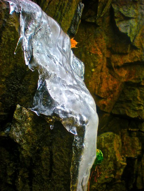 seashell surrealism melting ice