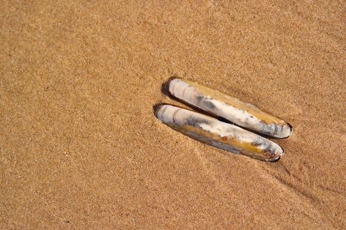 seashell beach sand