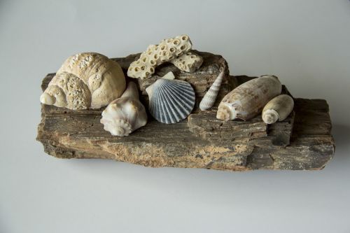 seashells shell conch