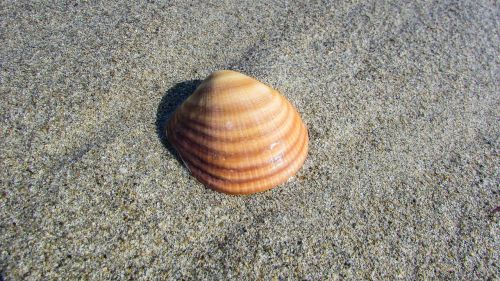 seashell beach shell