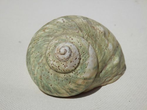 seashell shell sea shell