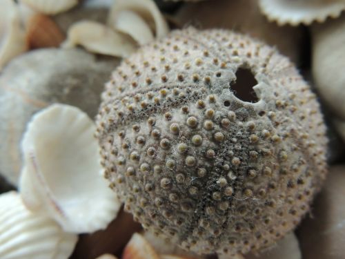 seashell holidays macro