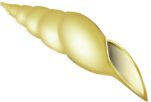 seashell beach shell