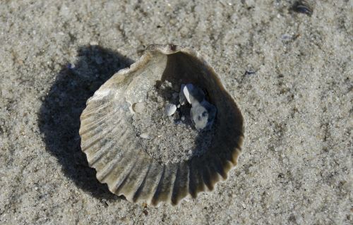 seashell sand beach