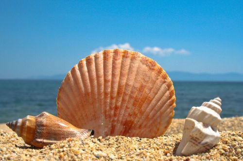 seashell beach sea