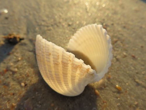 seashell macro beach