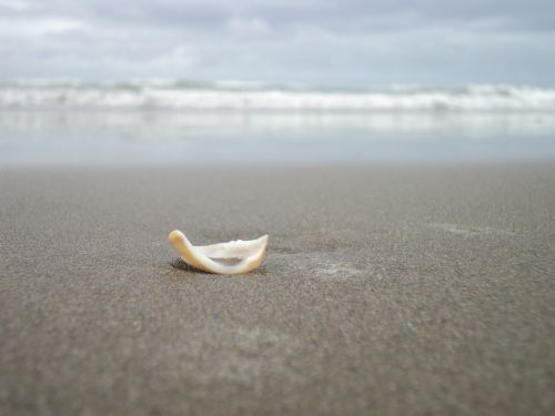 seashell shell crete