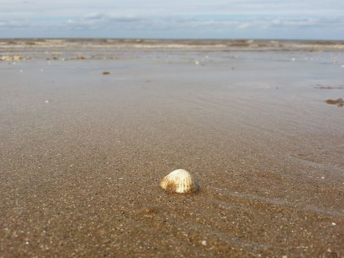 seashell sea beach