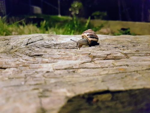 seashell slug garden snail