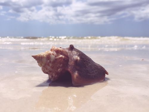 seashell beach sand