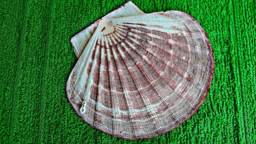 seashell scallop nature