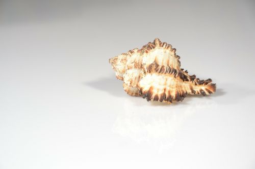 seashell sea scallop