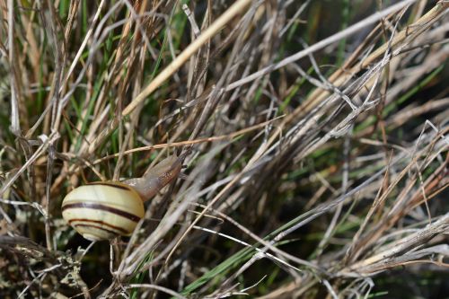 seashell slug climbing