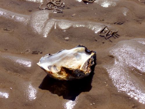 seashell shellfish oyster