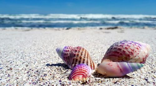 seashell shell shells