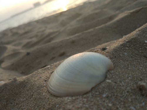 seashell sand sea