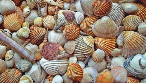 seashell crustaceans scallop