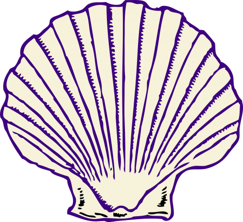 seashell clam fan