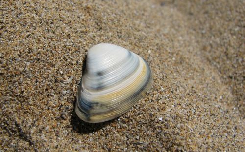 seashell sea shell shell