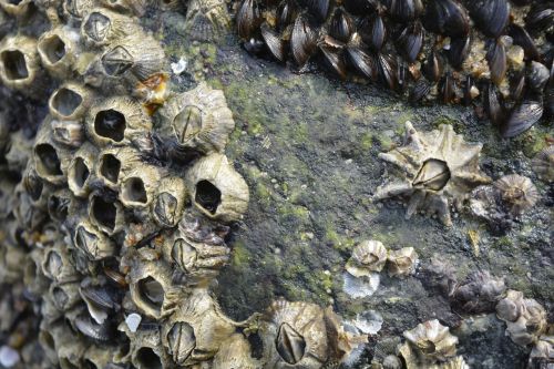 seashell seashore stone