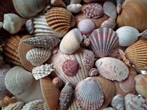 seashell marine crustaceans