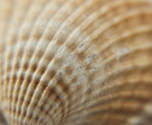 seashell  scallop  the structure of the
