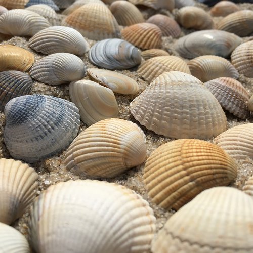 seashell  exoskeleton  shellfish