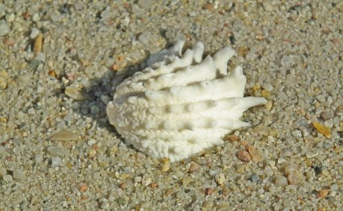 seashell  shellfish  sand