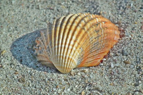 seashell  sand  ocean